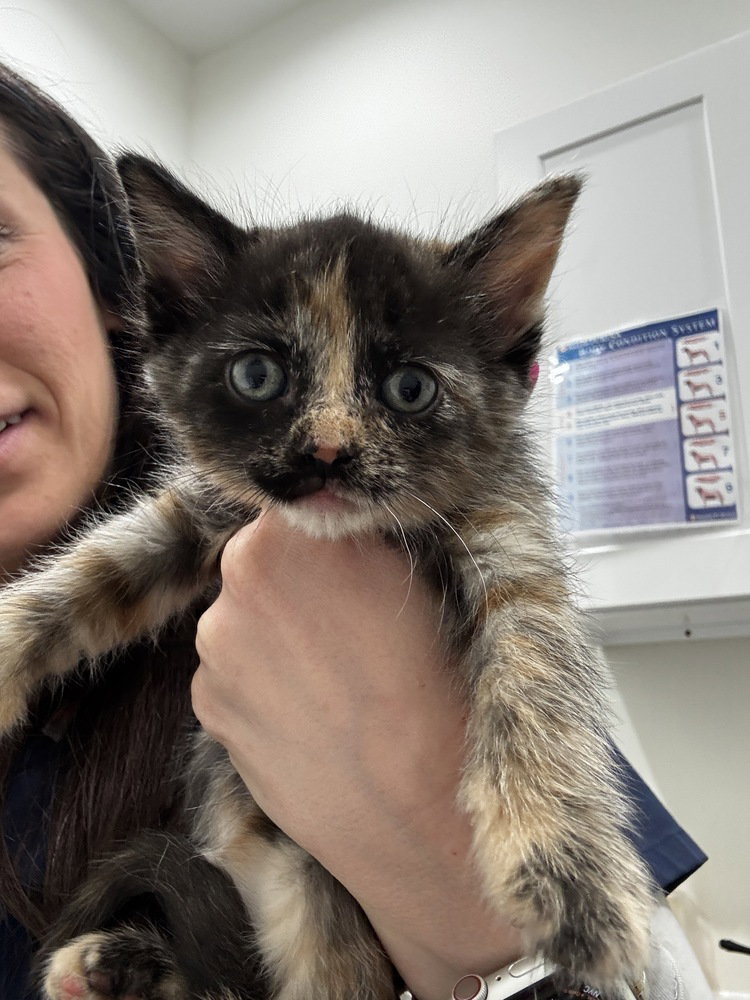 Lily (Minnie's Litter) Image