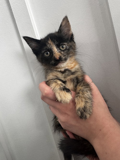 Lily (Minnie's Litter), Baby Domestic Short Hair / Mixed, cat for adoption in New Rochelle, New York