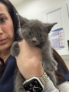 Serena (Minnie's Litter - Photo 1