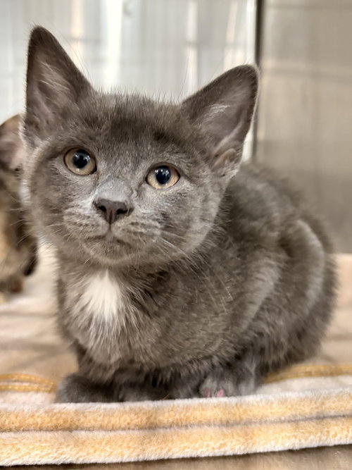 Serena (Minnie's Litter), Baby Domestic Short Hair / Mixed, cat for adoption in New Rochelle, New York