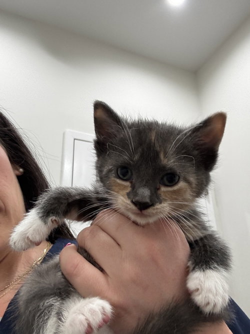 Vanessa (Minnie's Litter), Baby Domestic Short Hair / Mixed, cat for adoption in Shelton, Connecticut
