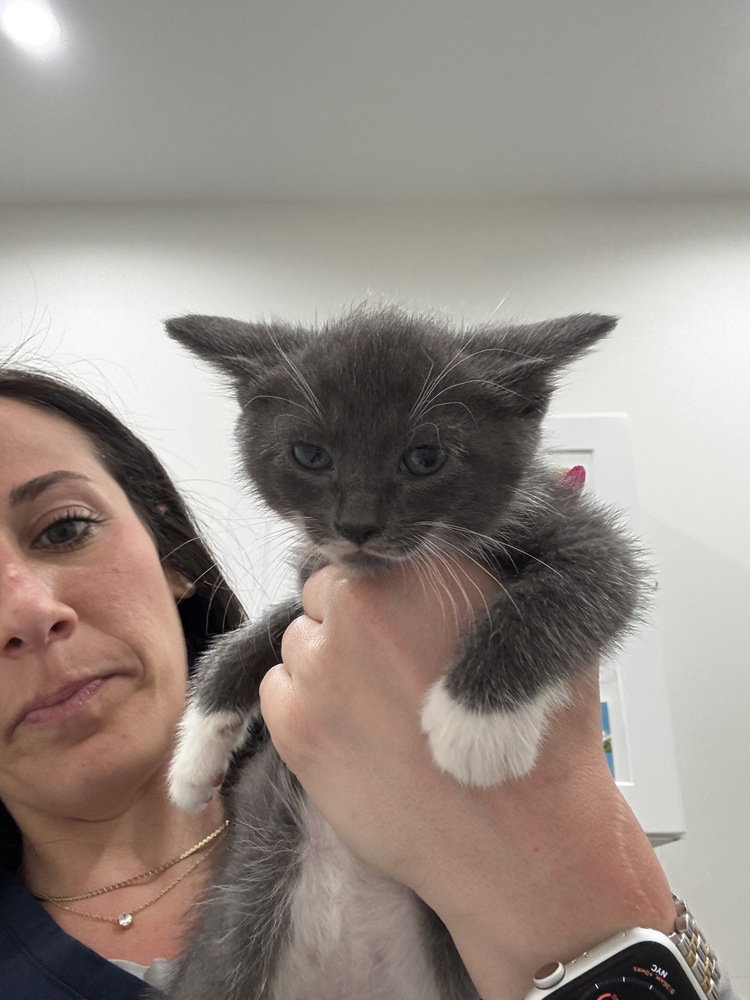 Blair (Minnie's Litter) Image