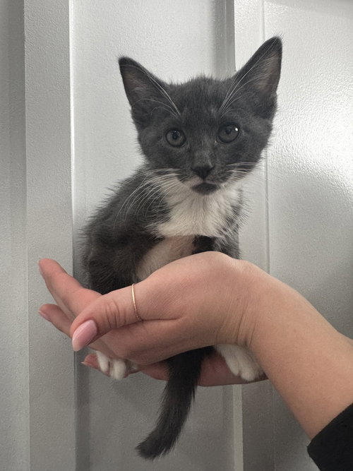 Blair (Minnie's Litter), Baby Domestic Short Hair / Mixed, cat for adoption in New Rochelle, New York