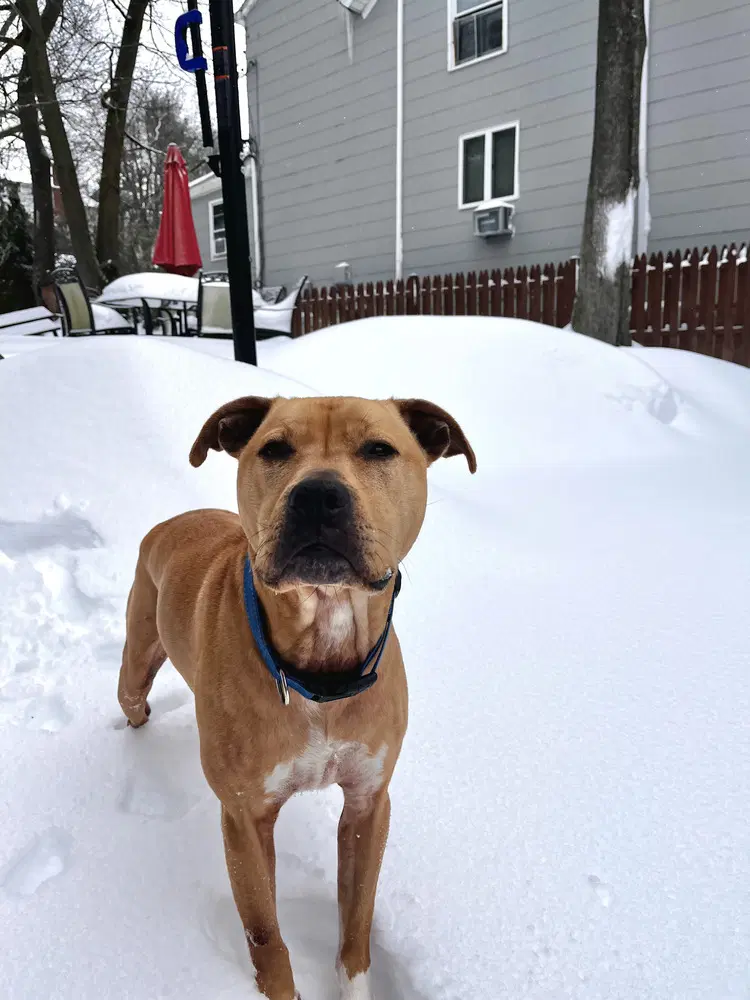 Duke Ny - Pit Bull Terrier