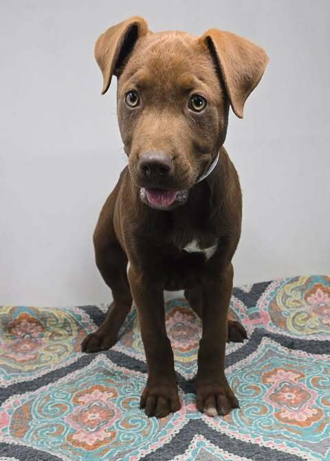 JOYEUX (J DUO) - Labrador Retriever available for adoption