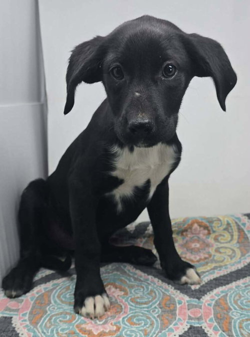 JENNY (J DUO) - Labrador Retriever available for adoption