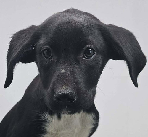 JENNY (J DUO) - Labrador Retriever available for adoption