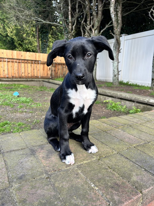 Jenny (J Duo), an adoptable Labrador Retriever in Brewster, NY
