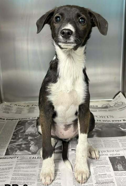 ALABAMA BLAZE (TN A LITTER) - Terrier available for adoption
