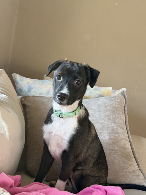 Alabama Blaze (TN A Litter), an adoptable Terrier in Brewster, NY