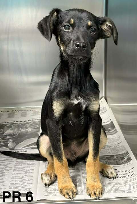 ACE (TN A LITTER) - Terrier available for adoption
