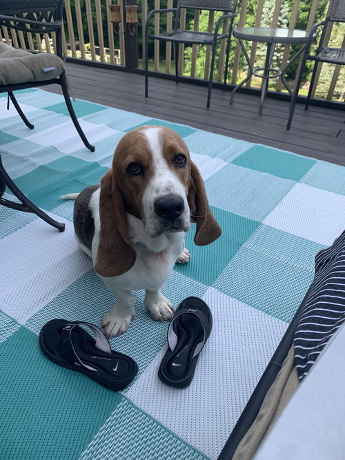 BOSWELL - Basset Hound available for adoption