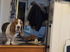 Boswell - Photo 3