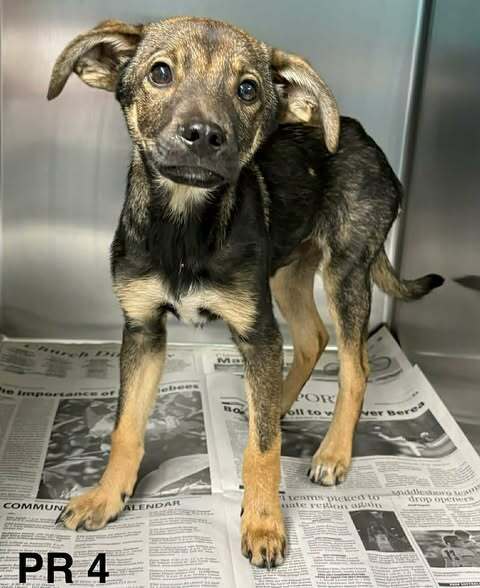 Acorn (TN A Litter) Image