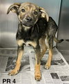Acorn (TN A Litter) - Photo 1
