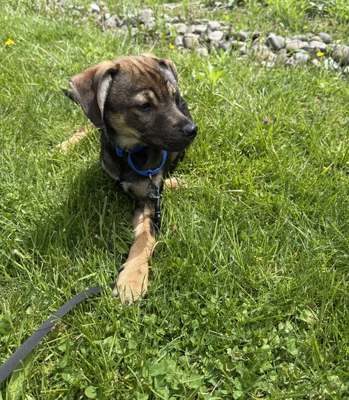 Acorn (TN A Litter), an adoptable Terrier in Brewster, NY