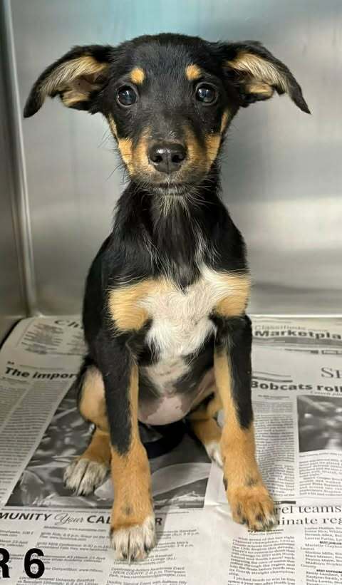 Abundant Hope (TN A Litter) Image