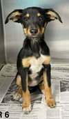 Abundant Hope (TN A Litter) - Photo 1
