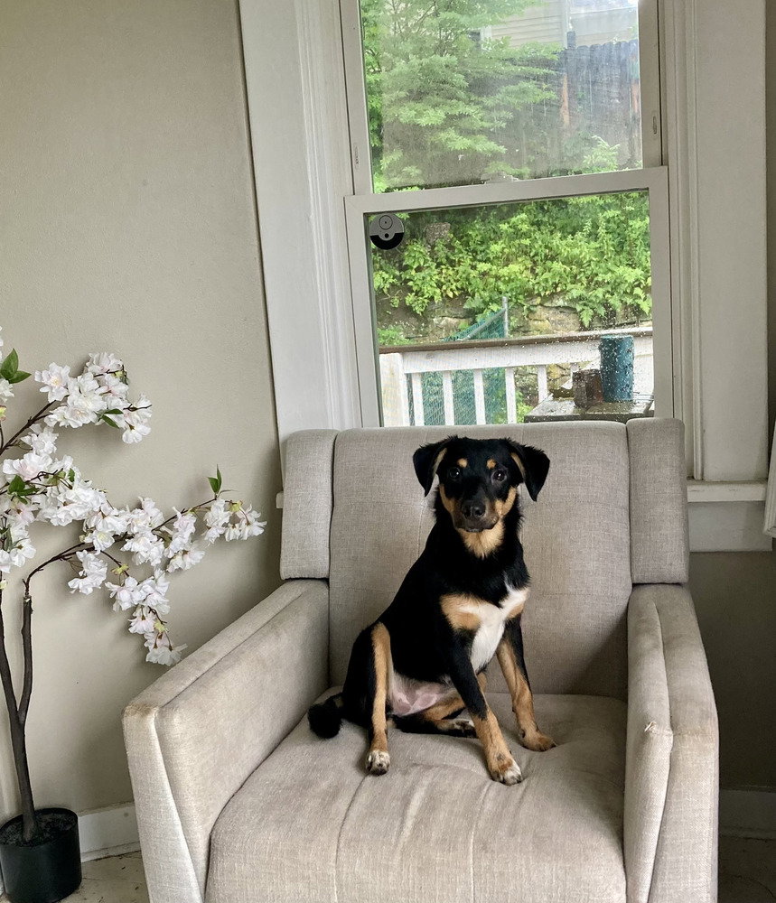 Abundant Hope (TN A Litter), dog
