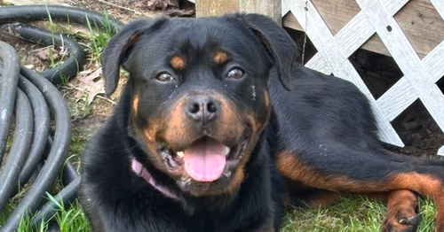 Remi the Rottie