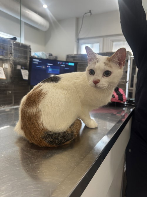 Tuna, Young Domestic Short Hair, cat for adoption in New Rochelle, New York