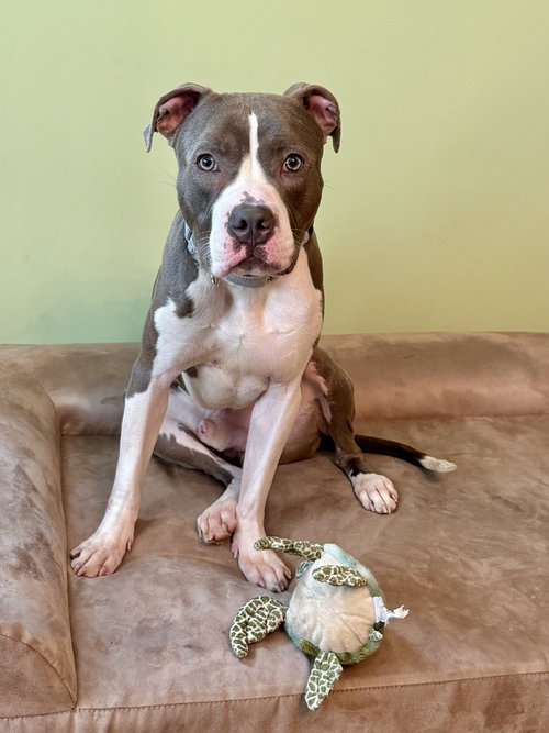 Banchan, an adoptable Boxer in Brewster, NY