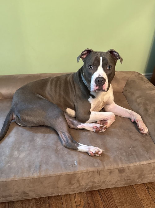 Banchan Buddy, an adoptable Boxer in Brewster, NY