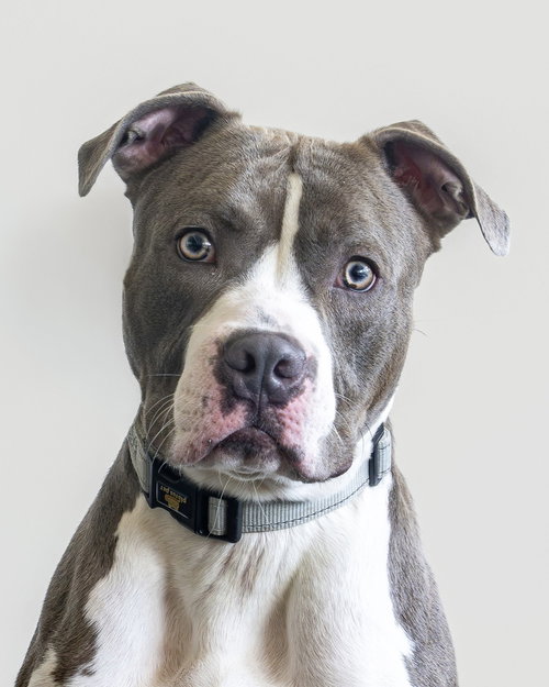 Banchan Buddy, an adoptable American Pit Bull Terrier in Brewster, NY
