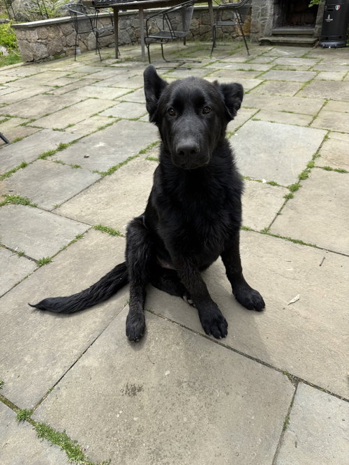 Rufus (RR Litter), an adoptable German Shepherd Dog in Brewster, NY