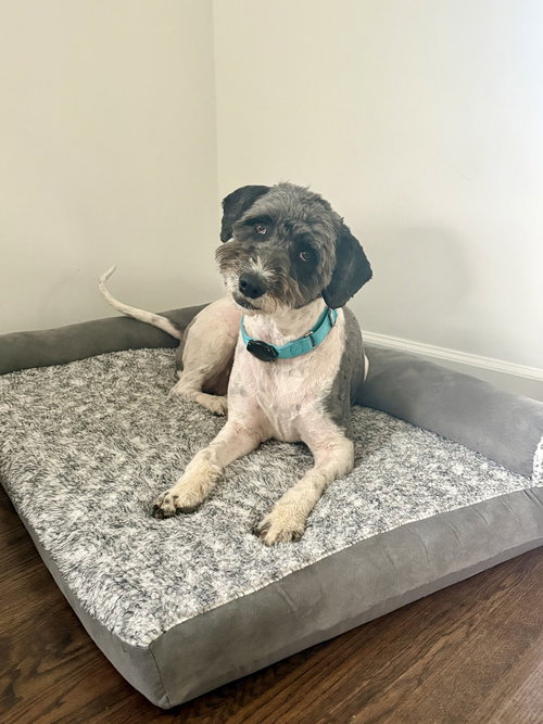 Monsun, an adoptable Labrador Retriever in Brewster, NY