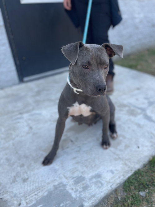 DJ, an adoptable American Pit Bull Terrier in Brewster, NY