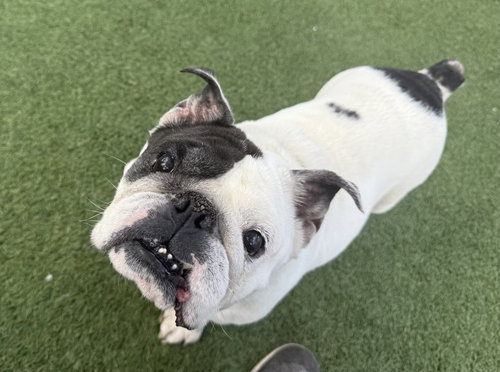 Tillie, an adoptable English Bulldog in Brewster, NY