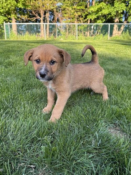 BILLY (B PUPS)