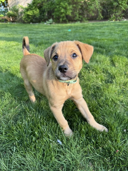 Bailey (B Pups), an adoptable Terrier in Brewster, NY