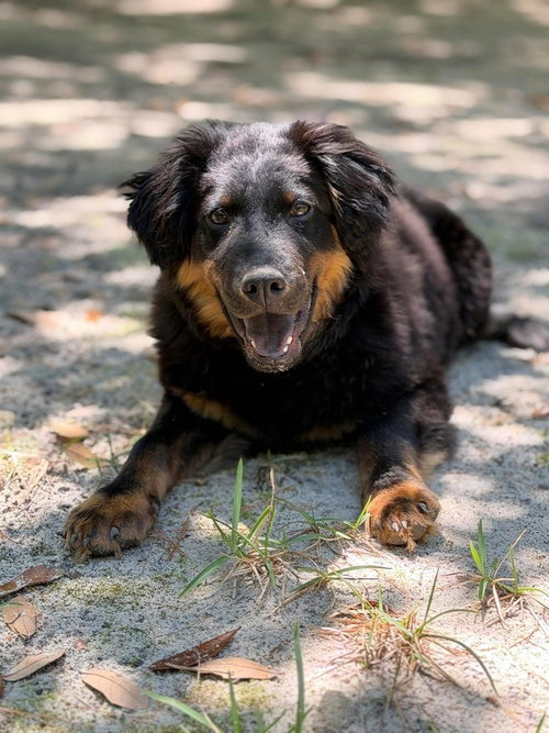 Brio, an adoptable German Shepherd Dog in Brewster, NY