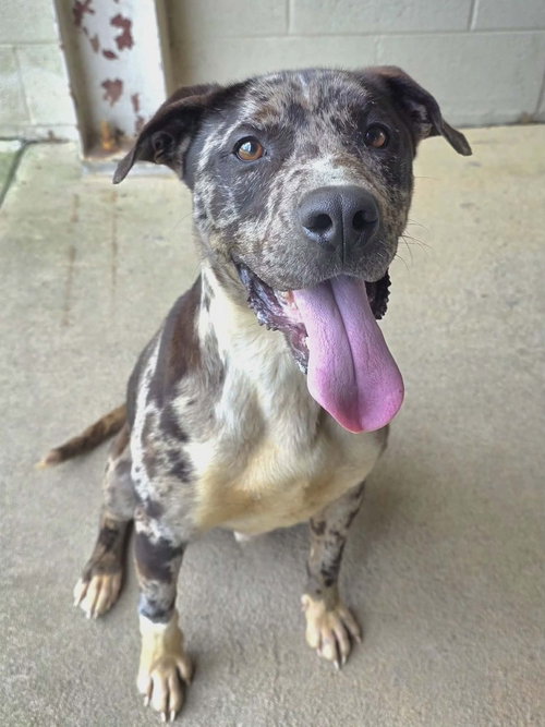 Dooley, an adoptable Catahoula Leopard Dog in Brewster, NY