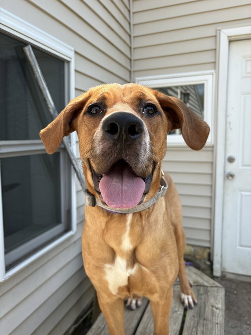 Fruit Splash, an adoptable Labrador Retriever in Brewster, NY