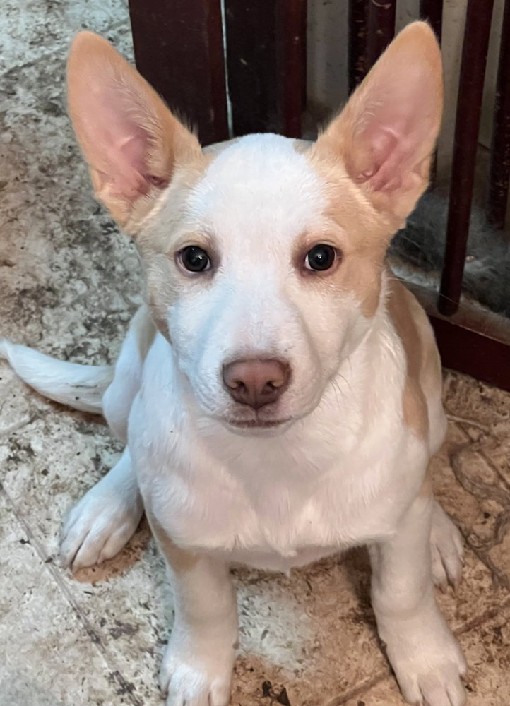 Alydar (A Pups)