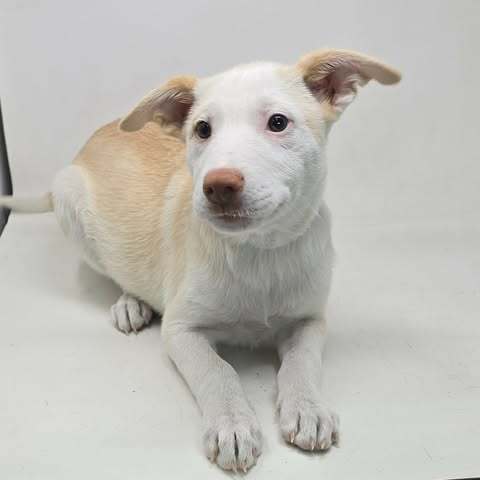 Artax (A Pups)