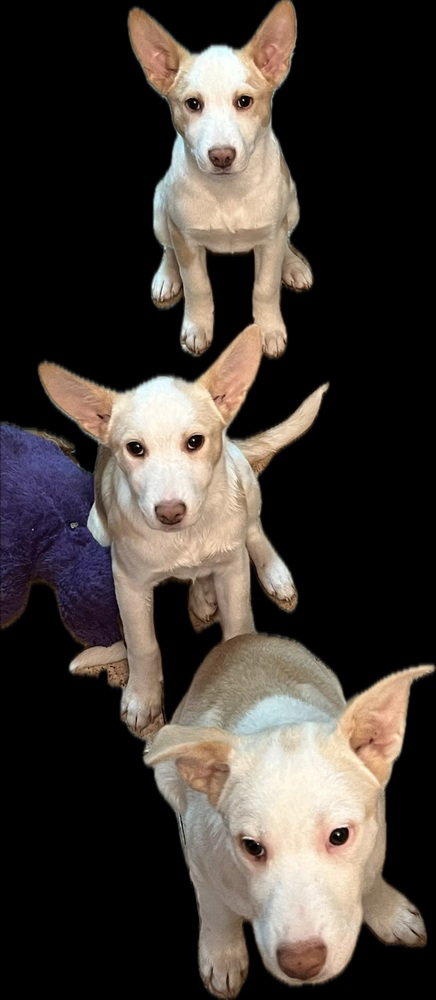 Artax (A Pups)