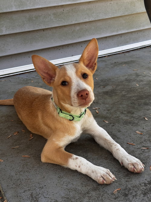 Aurora (A Pups)