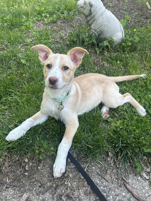 Alysheba (A Pups), an adoptable Labrador Retriever in Brewster, NY