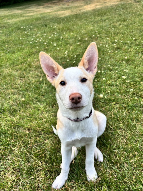 All The Glory (A Pups), an adoptable Labrador Retriever in Brewster, NY