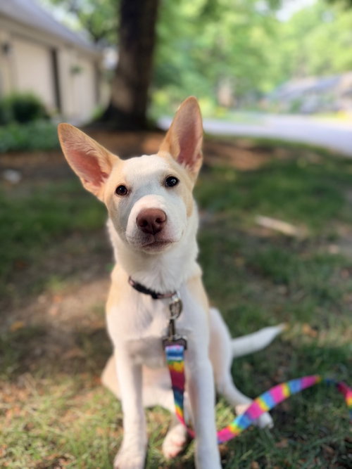 All The Glory (A Pups)