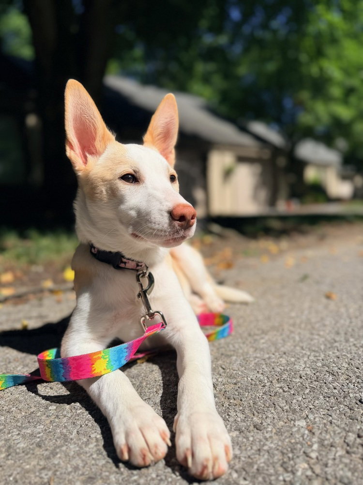 All The Glory (A Pups)