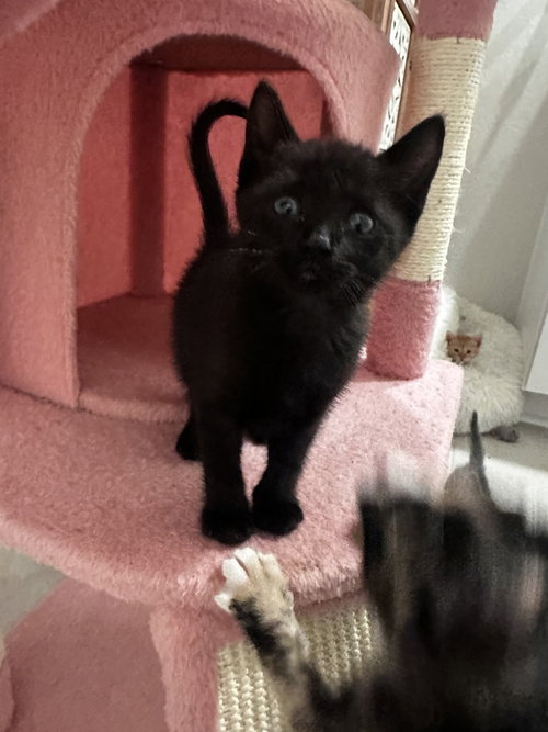 Harper, Baby Domestic Short Hair, cat for adoption in New Rochelle, New York