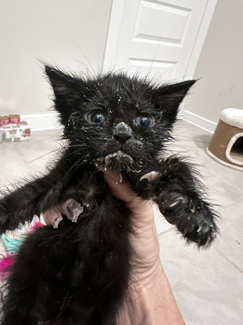 Toby, Baby Domestic Short Hair, cat for adoption in New Rochelle, New York