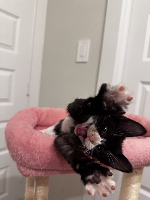 Lolli, an adoptable Domestic Short Hair in Brewster, NY