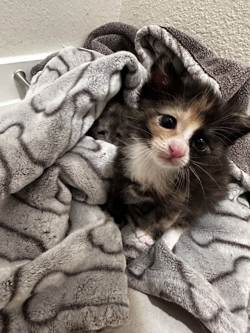 Savannah, Baby Domestic Short Hair, cat for adoption in New Rochelle, New York