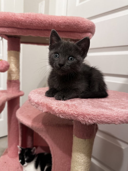 Thomas, Baby Domestic Short Hair, cat for adoption in New Rochelle, New York